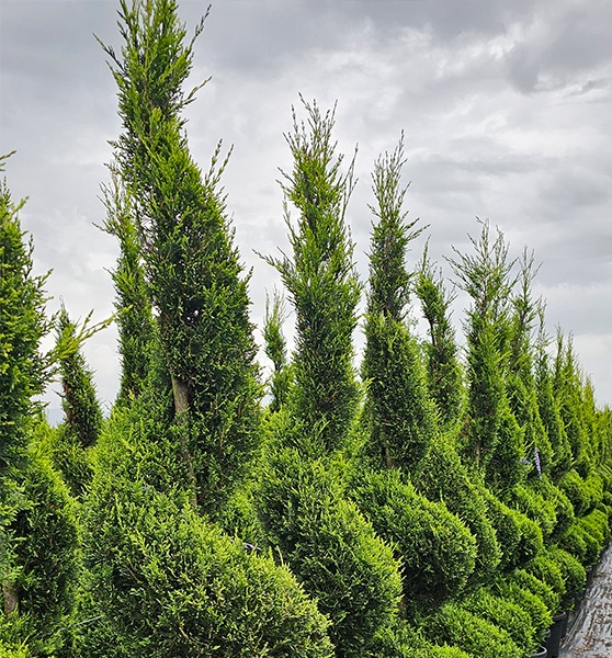 PROFESSIONAL GARDEN | Home