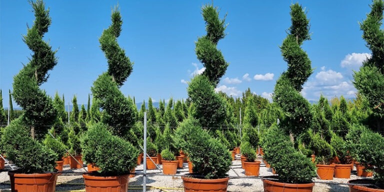 PROFESSIONAL GARDEN | Plante