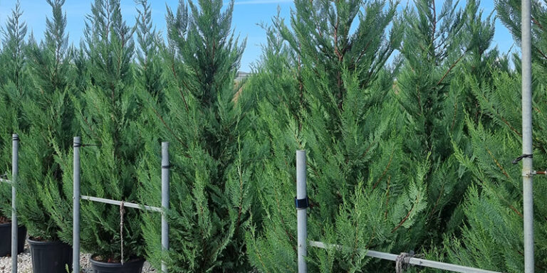 PROFESSIONAL GARDEN | Plante