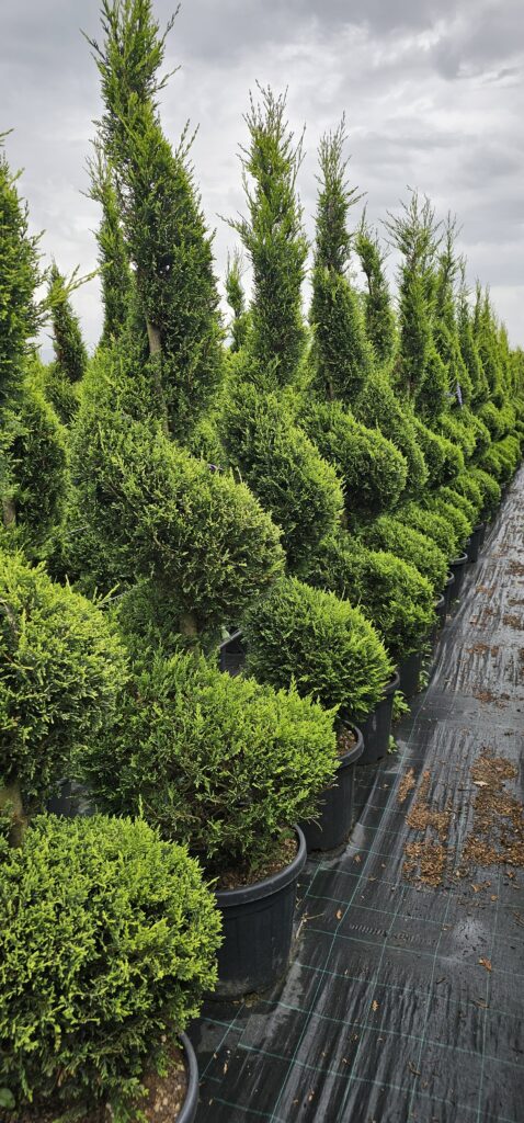 PROFESSIONAL GARDEN | Galerie