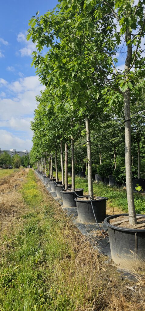 PROFESSIONAL GARDEN | Galerie