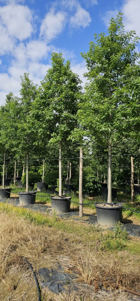 PROFESSIONAL GARDEN | Galerie