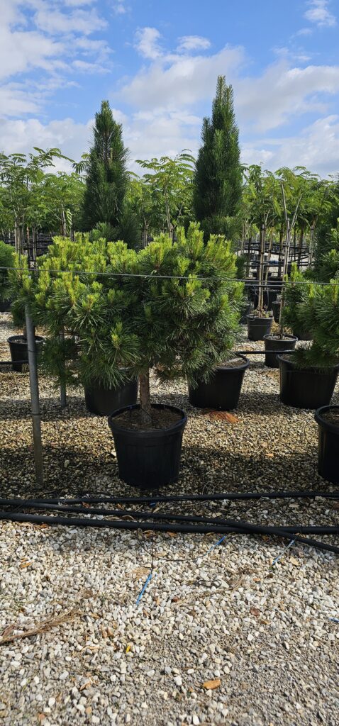 PROFESSIONAL GARDEN | Galerie