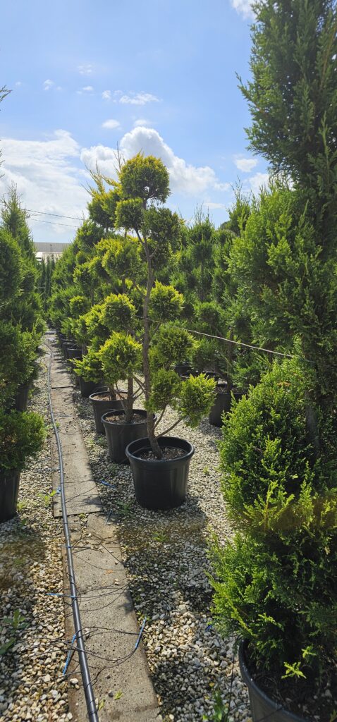 PROFESSIONAL GARDEN | Galerie