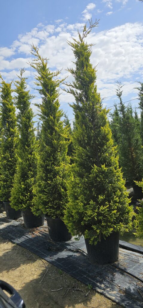 PROFESSIONAL GARDEN | Galerie