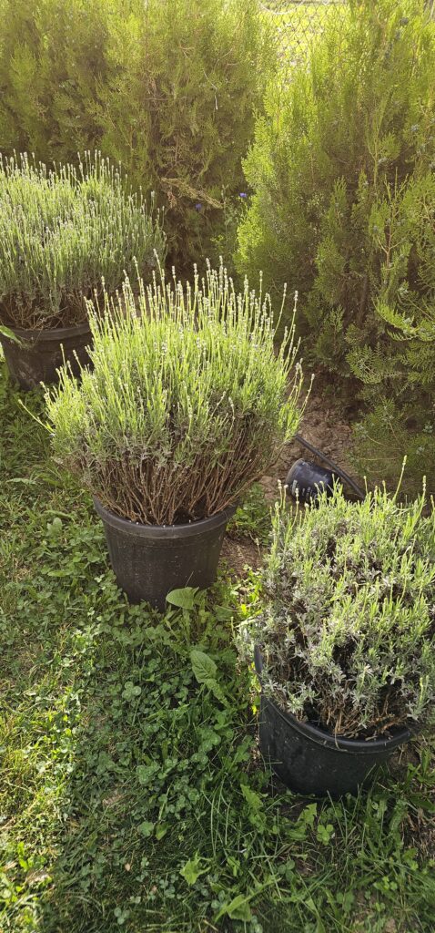 PROFESSIONAL GARDEN | Galerie