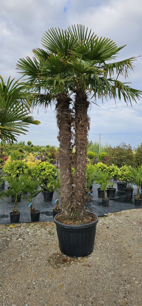 PROFESSIONAL GARDEN | Galerie