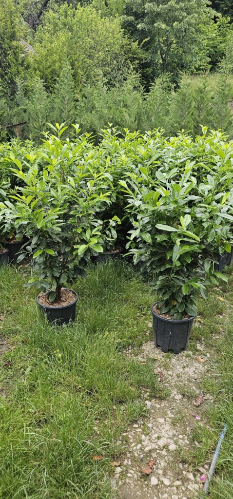 PROFESSIONAL GARDEN | Galerie