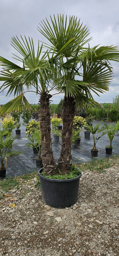 PROFESSIONAL GARDEN | Galerie
