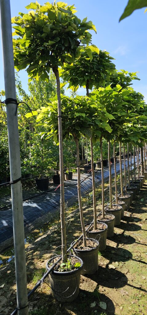 PROFESSIONAL GARDEN | Galerie