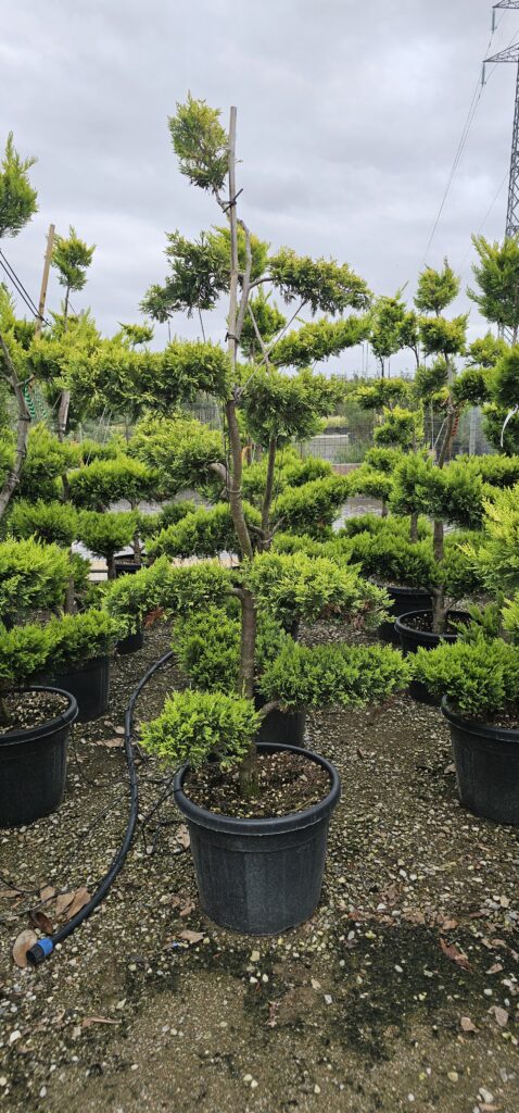 PROFESSIONAL GARDEN | Galerie
