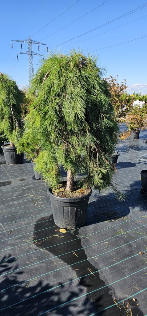 PROFESSIONAL GARDEN | Galerie