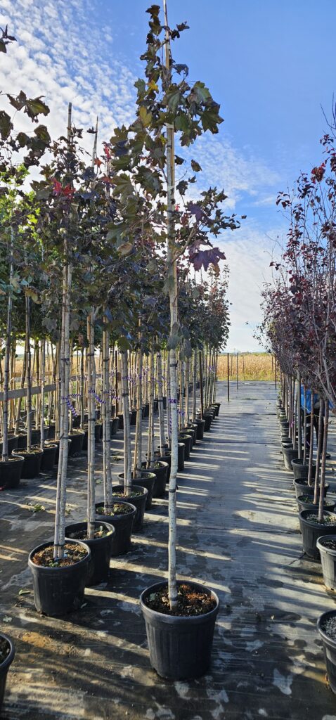 PROFESSIONAL GARDEN | Galerie