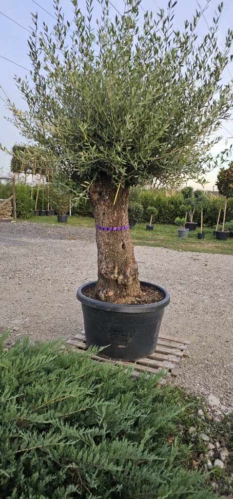 PROFESSIONAL GARDEN | Galerie