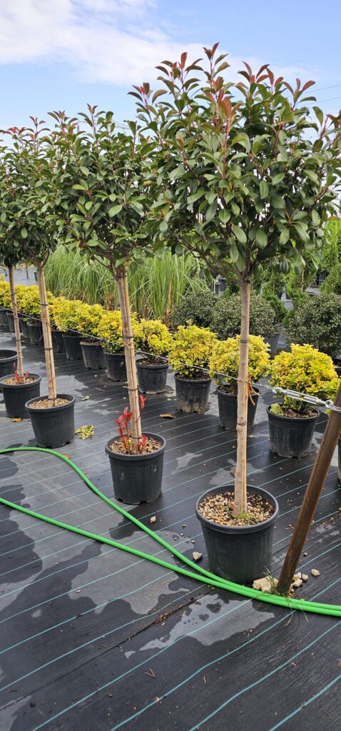 PROFESSIONAL GARDEN | Galerie