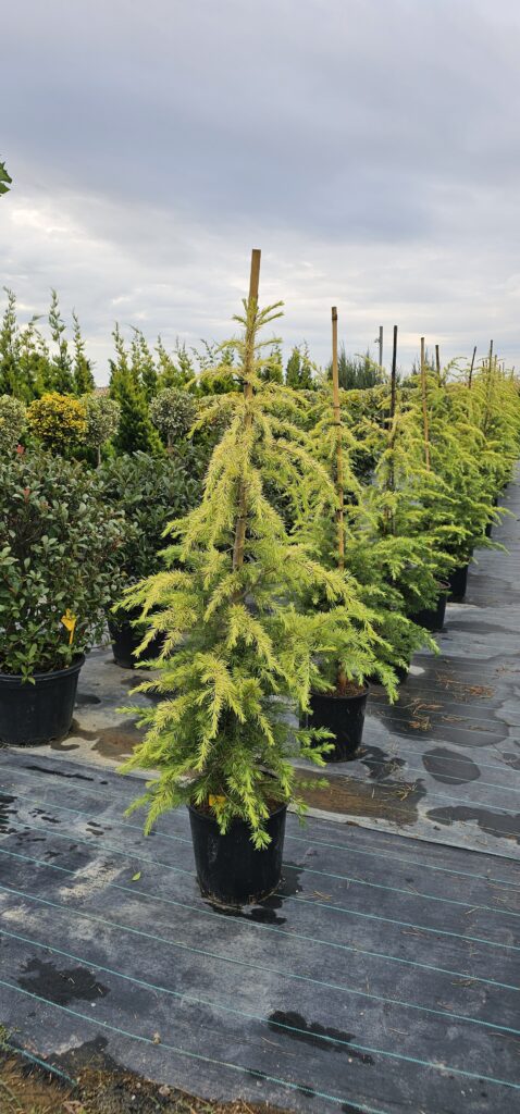 PROFESSIONAL GARDEN | Galerie