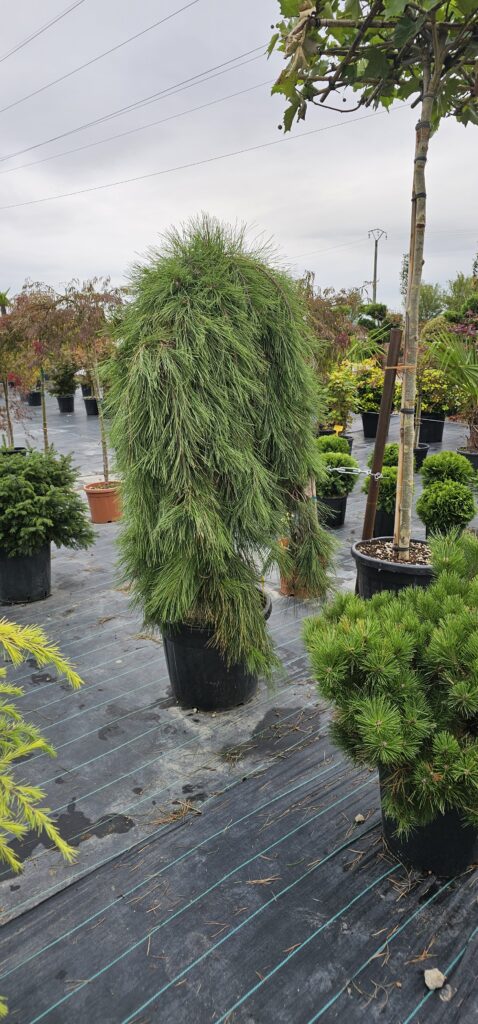 PROFESSIONAL GARDEN | Galerie