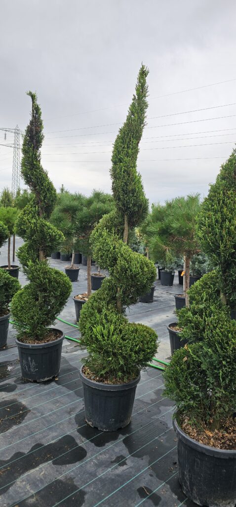 PROFESSIONAL GARDEN | Galerie