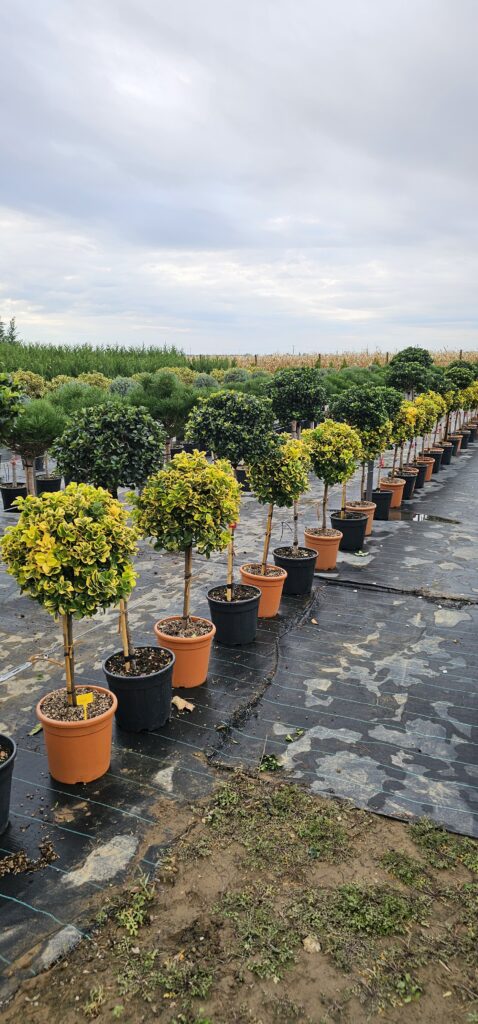 PROFESSIONAL GARDEN | Galerie