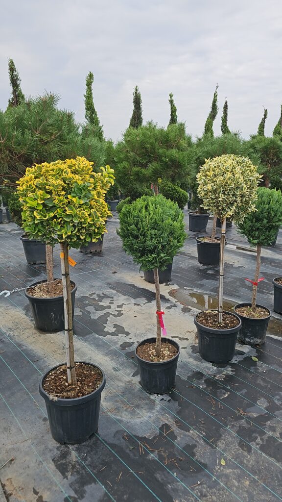 PROFESSIONAL GARDEN | Galerie