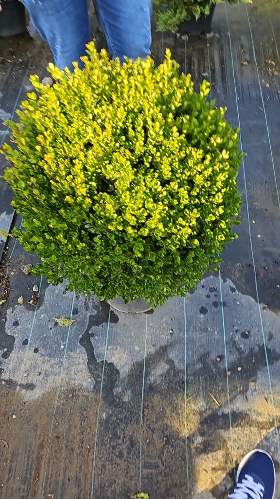 PROFESSIONAL GARDEN | Galerie