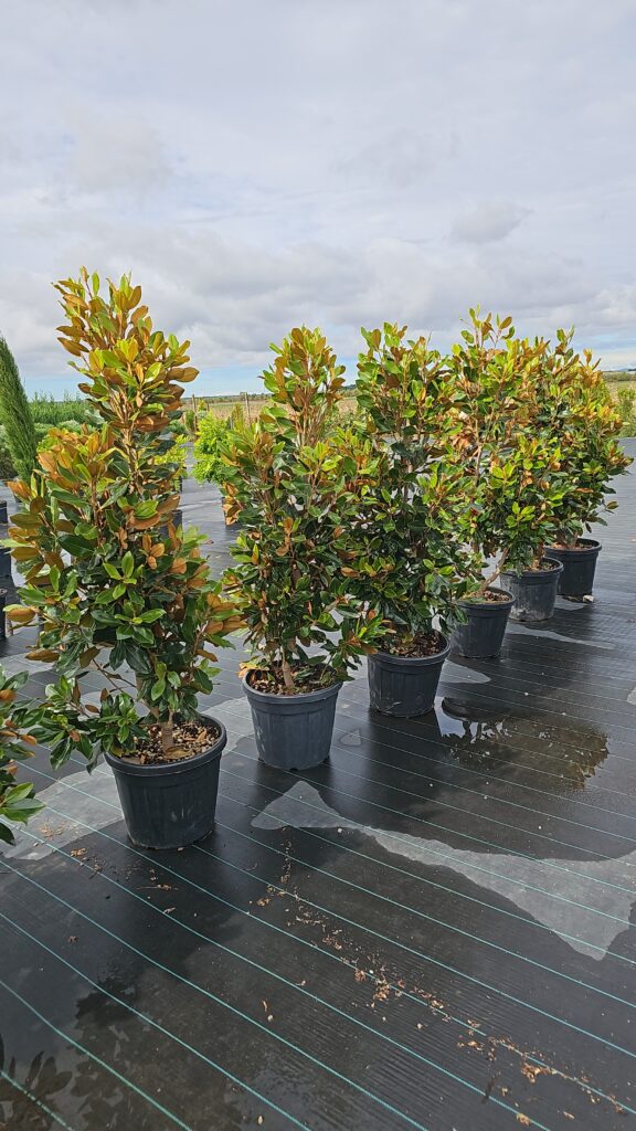 PROFESSIONAL GARDEN | Galerie