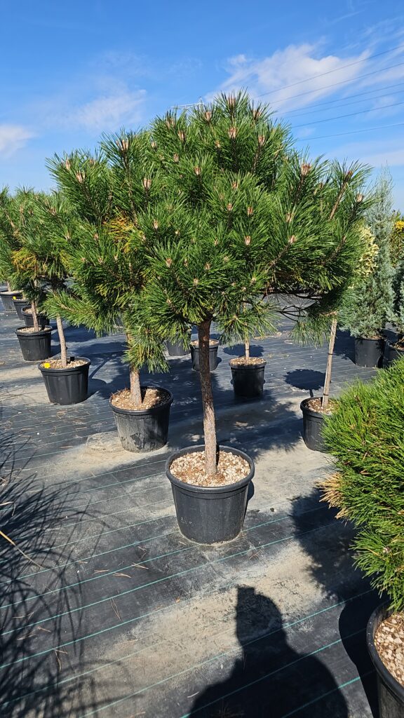 PROFESSIONAL GARDEN | Galerie