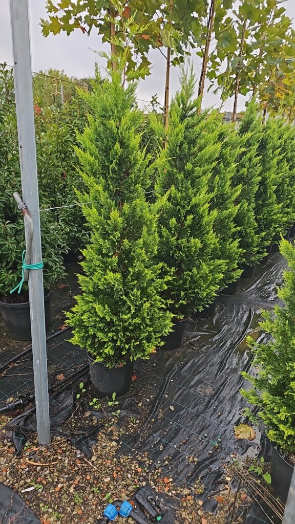 PROFESSIONAL GARDEN | Galerie