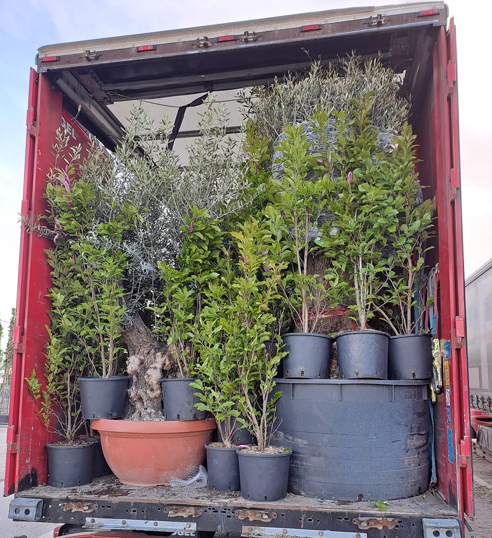 PROFESSIONAL GARDEN | Servicii